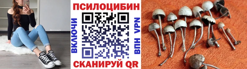 купить   Старица  Галлюциногенные грибы Cubensis 